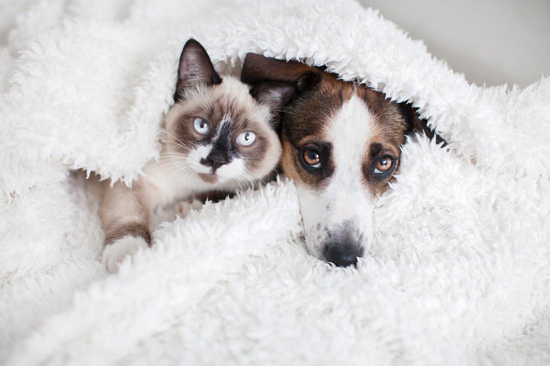 cat-dog-under-white-blanket