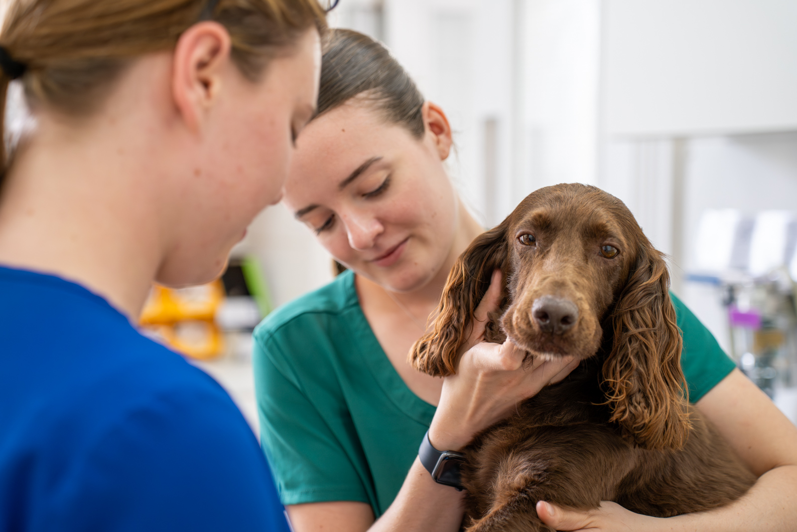 Raoul Dowding Veterinary Surgeons (Web) 084